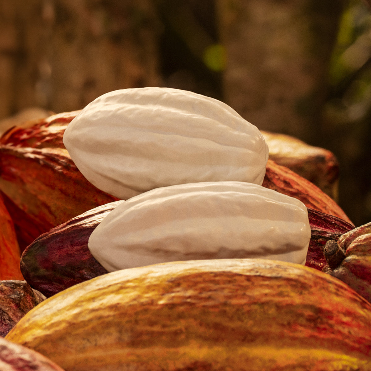 Pack de jabones Ekos Cacao 100g c/u