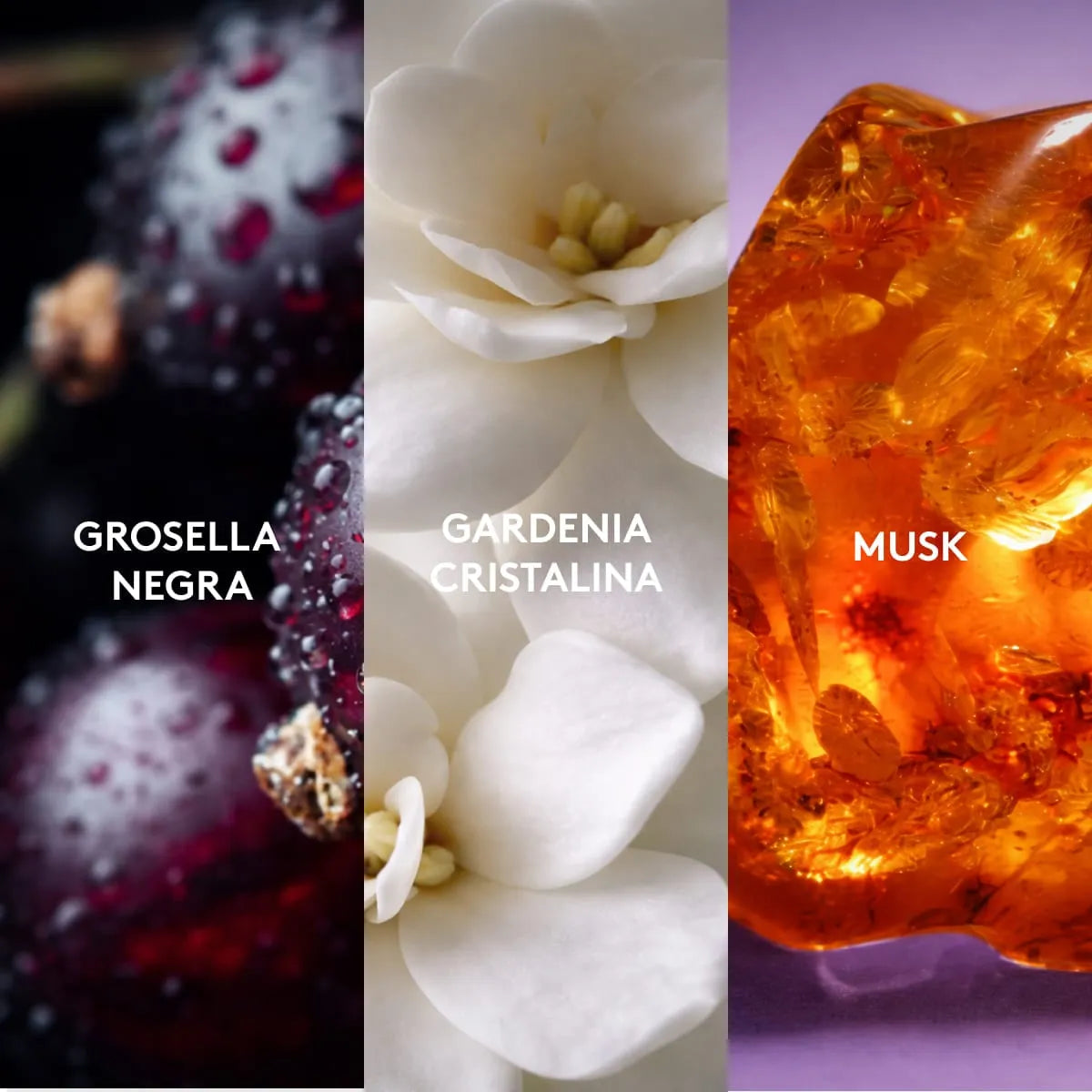 Vibranza Provocative Perfume para ella